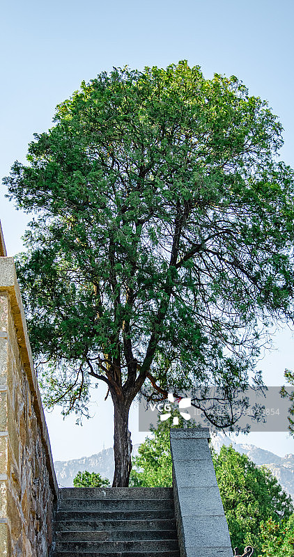 中国野生植物拍摄主题，低视角仰拍台阶楼梯上的松树柏树，户外白昼无人图像摄影图片素材