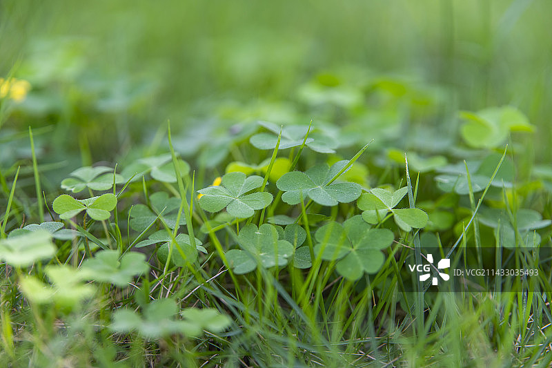 草地上长出来的一簇酢浆草图片素材