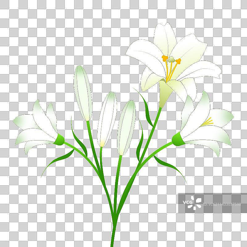 百合花免抠元素图片素材