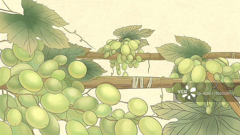 晶莹剔透的葡萄图片素材