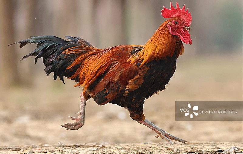 公鸡快跑图片素材