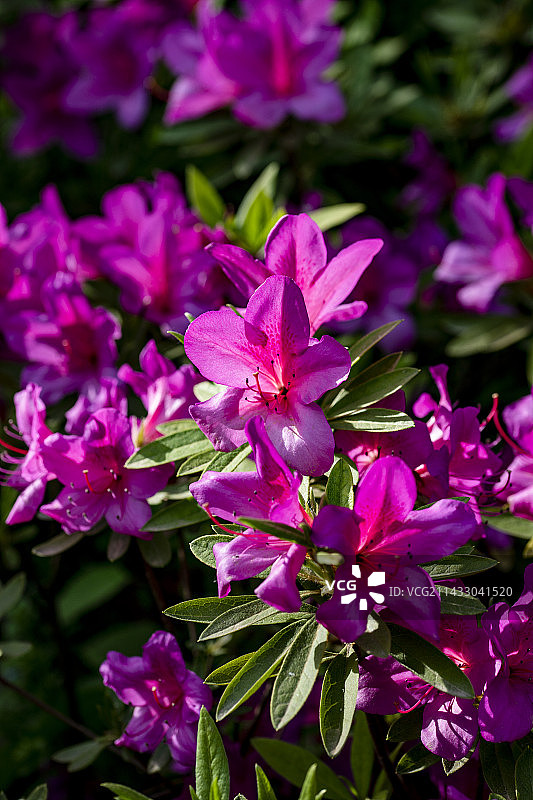 公园盛开的杜鹃花图片素材