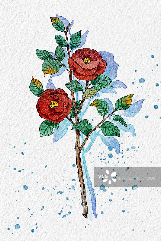 水彩山茶花图片素材