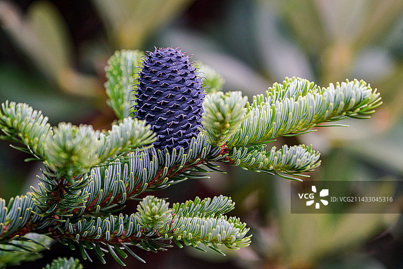 白马雪山上的高原花朵图片素材