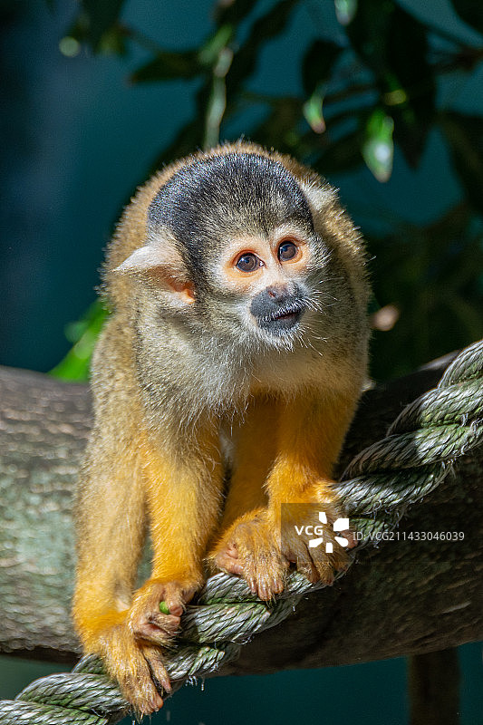 塔龙加动物园的动物写真集图片素材