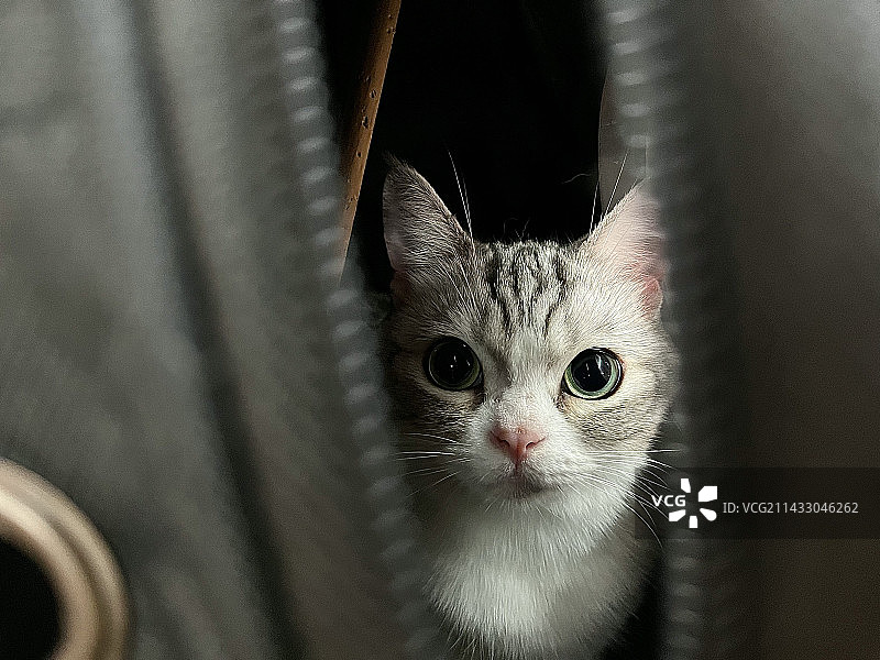 美国短毛猫特写镜头图片素材