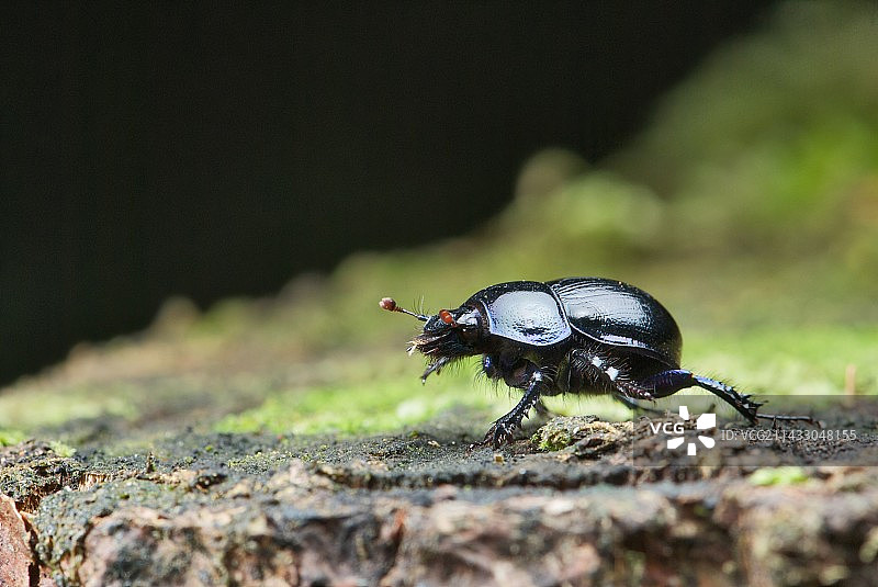 悠闲自得的黑勇士图片素材