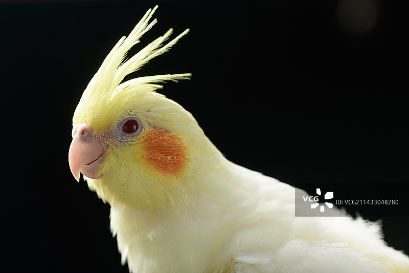 玄风鹦鹉特写图片素材