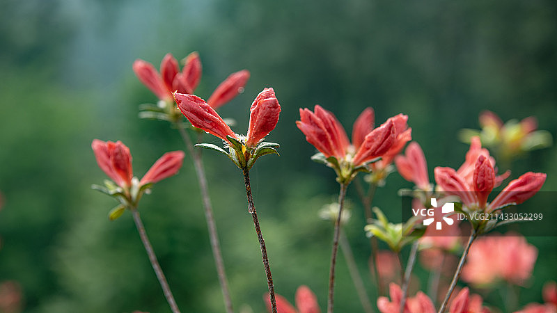 映山红花蕾图片素材