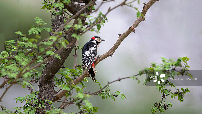 花椒树上的大斑啄木鸟图片素材