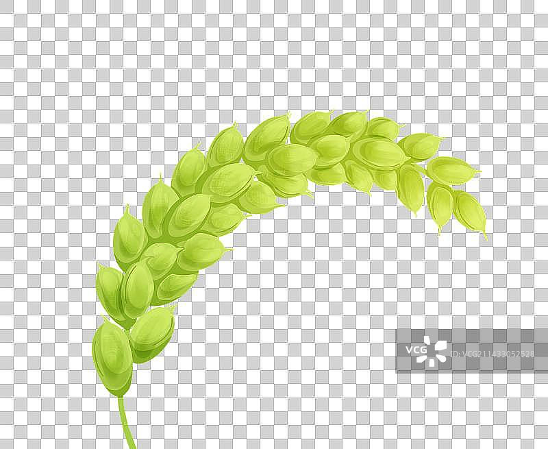 手绘绿色饱满麦穗小麦图片素材