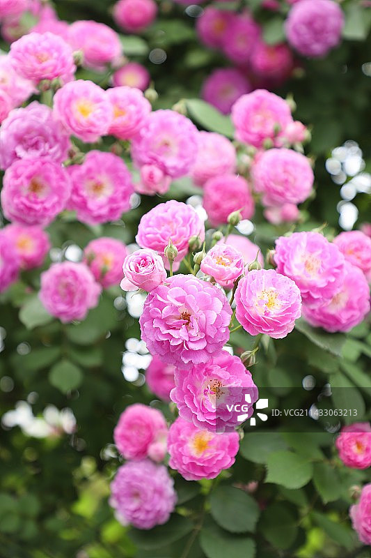 蔷薇花团图片素材