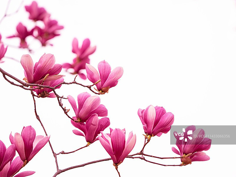 玉兰花图片素材