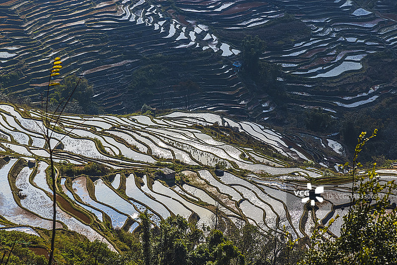 《云南红河元阳梯田--大地版画》图片素材