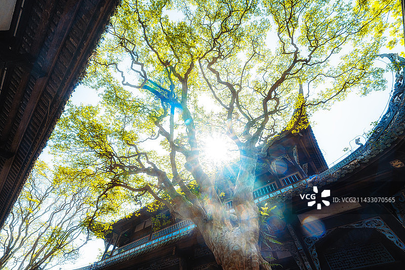 都江堰百年紫薇树图片素材