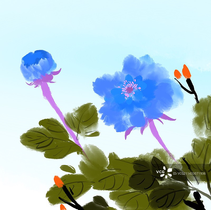 白色背景下红色花朵的特写镜头图片素材