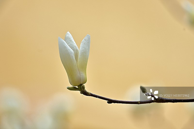 春来发几枝图片素材