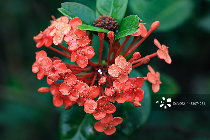 龙船花图片素材