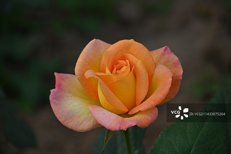 室外盛开的玫瑰特写镜头图片素材