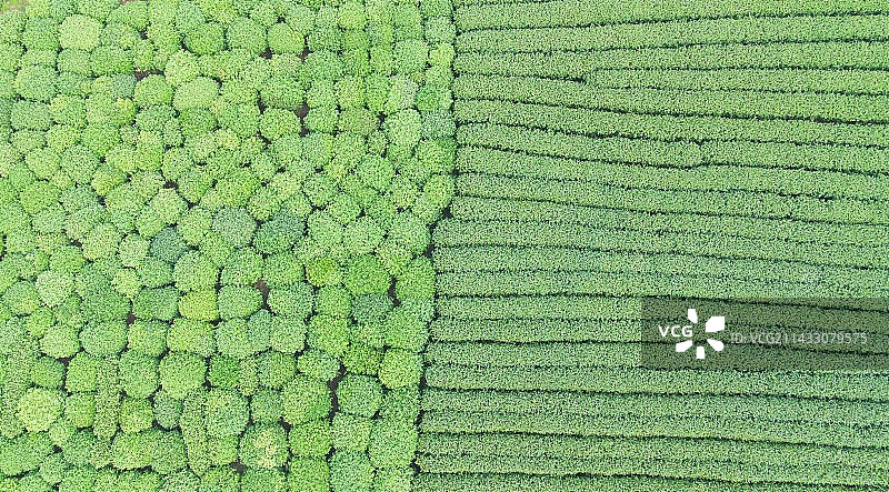 杭州梅家坞采茶图片素材