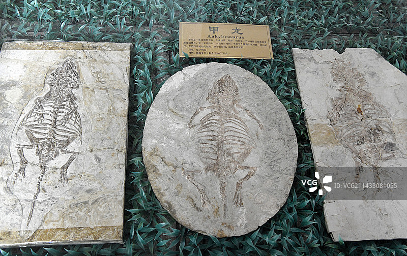 山东临沂平邑县天宇自然博物馆馆藏展品——甲龙化石图片素材