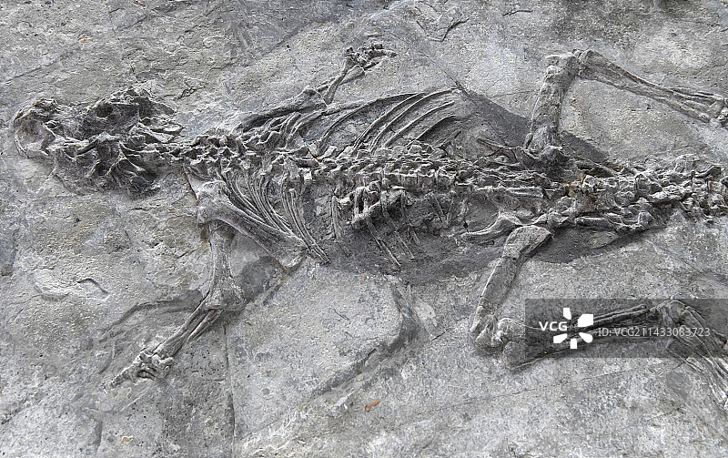 山东临沂平邑县天宇自然博物馆馆藏展品——鹦鹉嘴龙图片素材