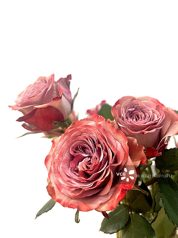 卡布奇洛图片素材