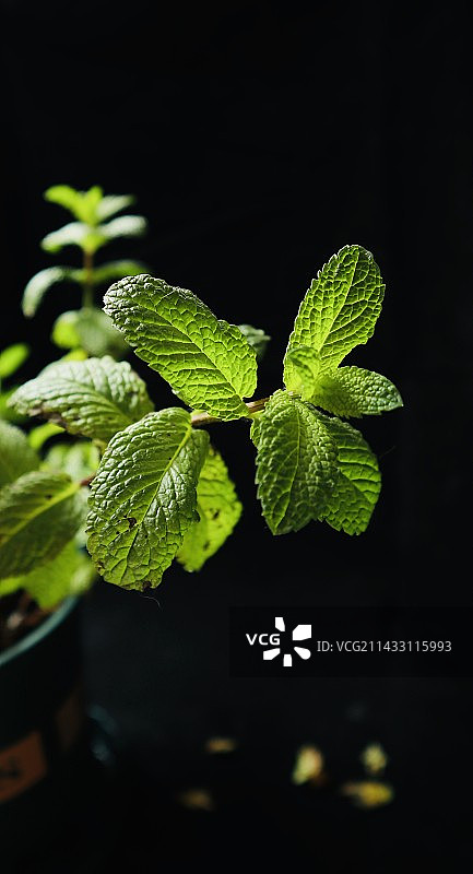 薄荷，绿植图片素材