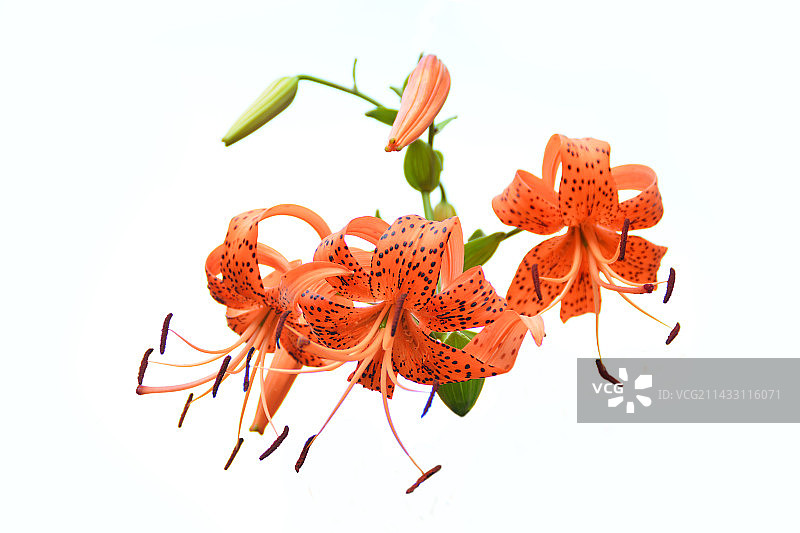 野百合图片素材