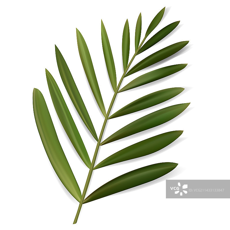 热带孤立树叶植物学插画图片素材