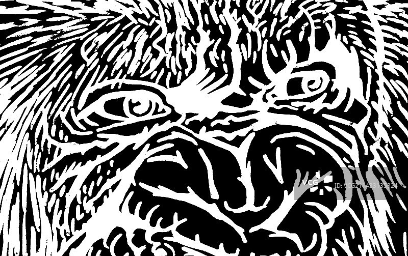 狒狒面部特写图片素材