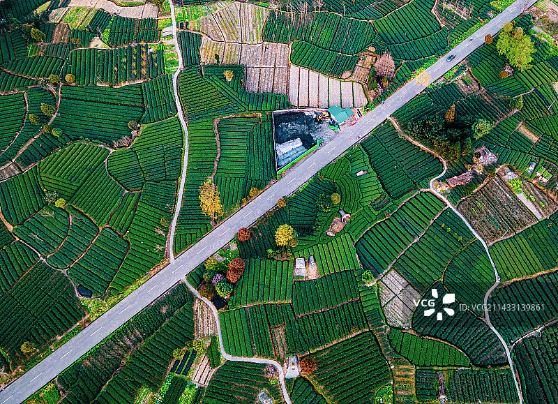航拍茶园里的道路和桃花树图片素材
