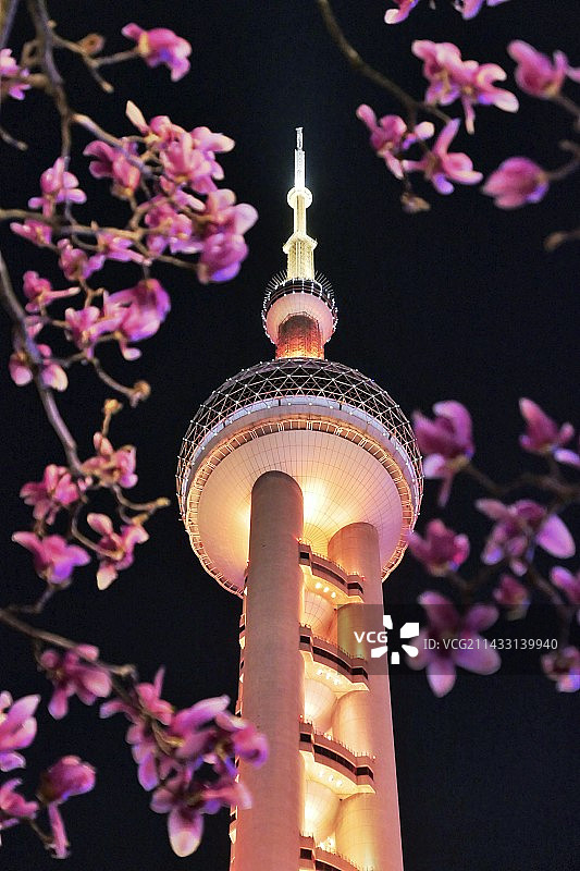 明珠下的玉兰花图片素材