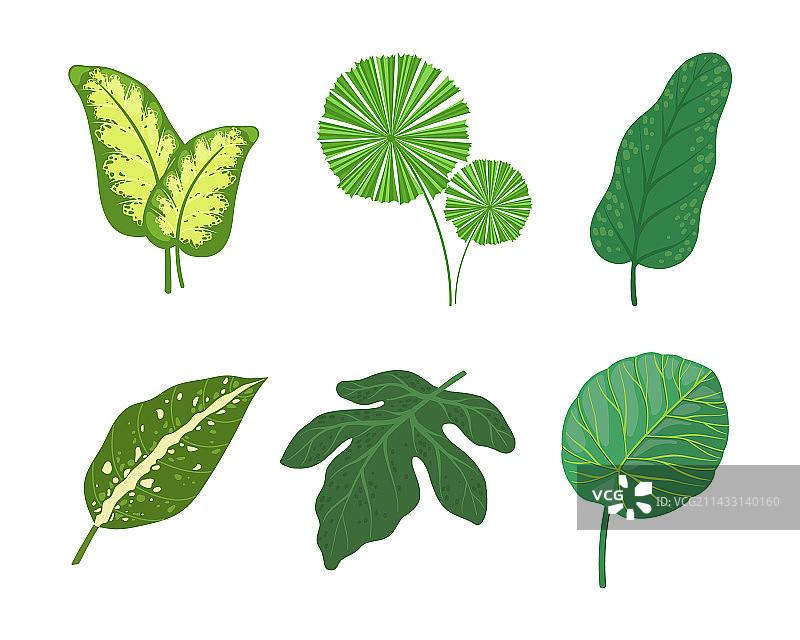 作为异国情调植物的茎上的热带树叶图片素材