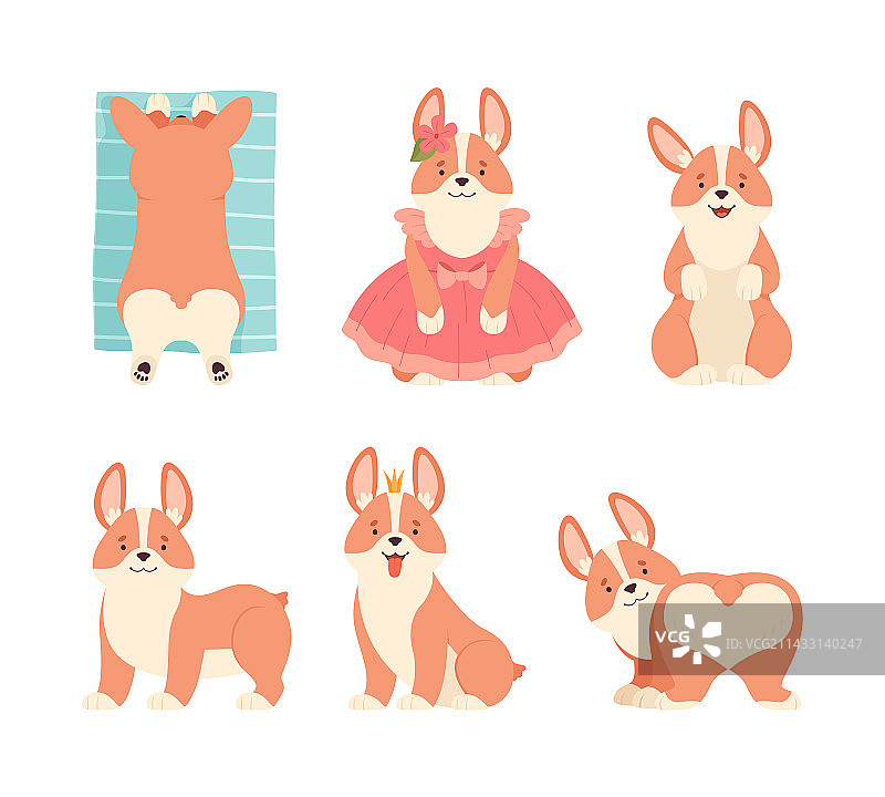 短腿棕色毛发的威尔士柯基犬图片素材