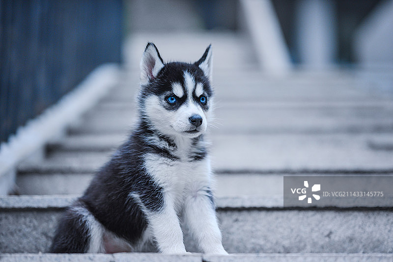 第一次出门的小哈士奇图片素材