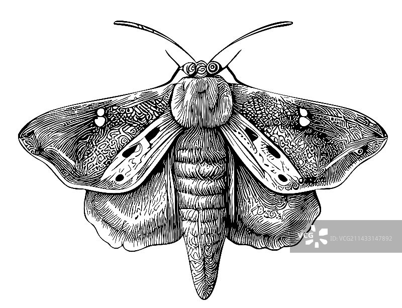 飞蛾昆虫手绘涂鸦草图图片素材