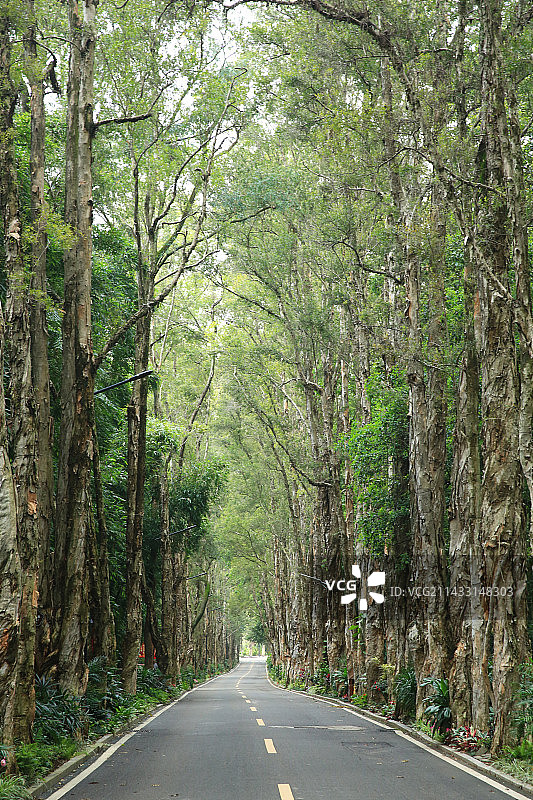 福州森林公园的白千层树木和安静的道路图片素材