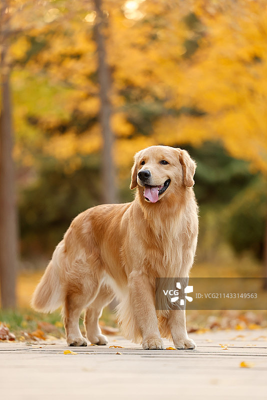 秋景中的金毛寻回犬图片素材