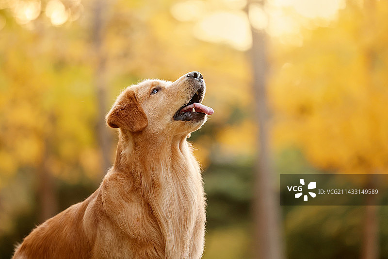 秋景中的金毛寻回犬图片素材