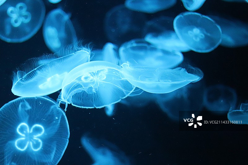 新加坡圣淘沙水族馆图片素材