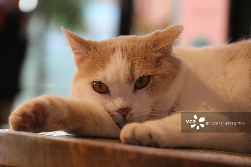 猫咖特辑，快乐猫猫图片素材