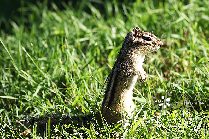 一只花栗鼠图片素材
