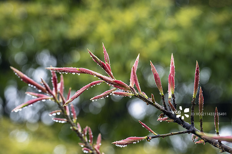 春风化雨榕树三月绽新叶图片素材