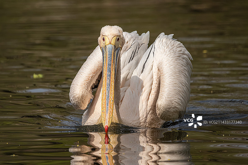 北京动物园湖面上游弋的白鹈鹕图片素材