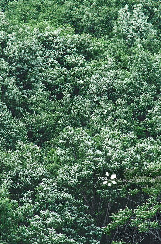 中国山东头泰安市岱岳区彩石溪风景区，绿色山脉森林和许多大树，户外白昼无人图像摄影图片素材