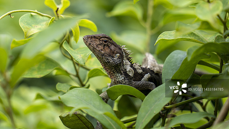 蜕皮中的蜥蜴图片素材