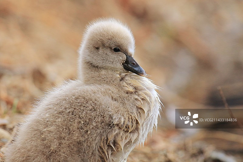 小天鹅图片素材
