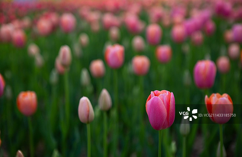 现场粉红色郁金香特写图片素材