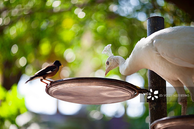 白孔雀图片素材